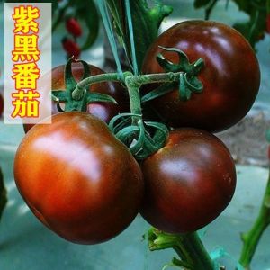 Biji Benih Tomato Hitam Besar (30 Seeds)/大紫黑番茄种子/Black Tomato Seeds