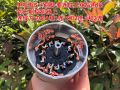 Motor không chổi than BLDC Brushless 12V 24V 1000W 2000W, motor không chổi than, motor brushless, động cơ brushless không chổi than. 