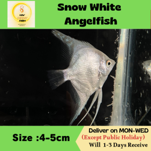 Ikan Malaikat Salji Putih/Snow White Angelfish/Freshwater 雪白神仙鱼