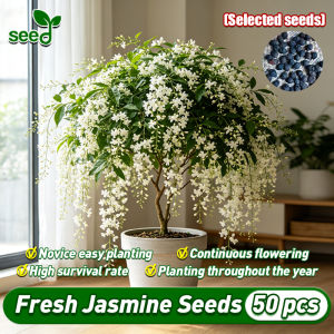 [Selected Seeds] 50pcs/pack Legit Fragrant Jasmine Seeds for Planting Flowers Seeds for Gardening Ornamental Potted Live Jasmine Plant Seeds Jasmine Flower Seeds Home Garden Decor Indoor Plant Air Plant Flowering Plants Seeds Buto Ng Bulaklak