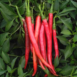 Benih Lada Cili Panjang Pedas ( 30seeds ) / 红线椒籽 /Extra-long Line Pepper Pepper Seeds