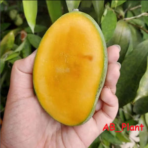 Bibit mangga manalagi super hasil okulasi