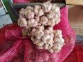 กระเทียมไทยกลีบม่วง ศรีสะเกษ 500 กรัม ครึ่งกิโลกรัม คัดพิเศษThai Garlic : 500 g. 