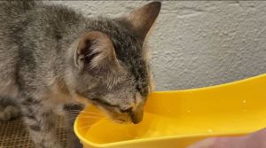 Abang Furry • HOT SELLING 500ML Pet Portable Water Bottle For Cat Dog Botol Air Kucing 户外旅行遛宠物猫狗便携饮水器