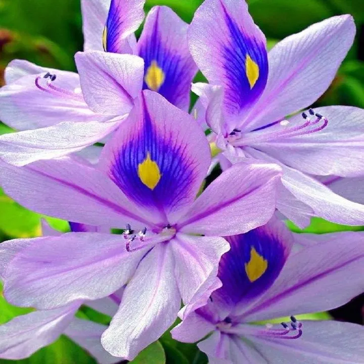 C%C3%82Y%20HOA%20L%E1%BB%A4C%20B%C3%8CNH%20T%C3%8DM%20-%20Image%204