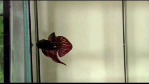 WILD Alien betta (Copper)