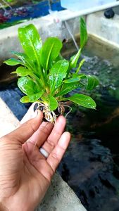 tanaman aquascape bleck amazon media wabikusa