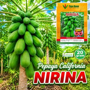 BENIH PEPAYA CALIFORNIA NIRINA ISI 10 GRAM CAP TIGA DAUN