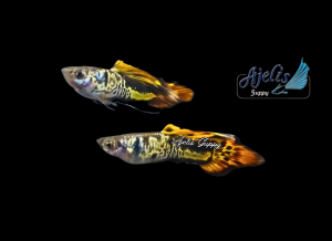 🐟Ajelis Guppy🐟Red Galaxy Spear Tail Guppy 银河茅尾孔雀鱼 - Aquarium Ornamental Fish Ikan Hiasan 孔雀鱼 茅尾 特殊尾