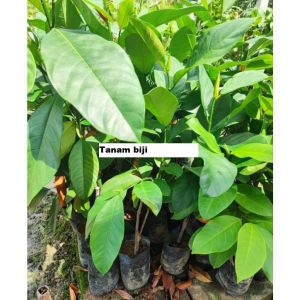 Bibit Nangka Cempedak Siap Berbuah super