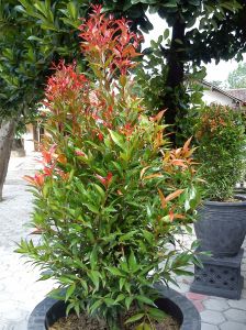 Daun Pucuk Merah Segar / Obat Herbal Daun Pucuk Merah Segar Herbal Alami