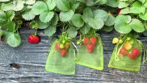 ถุงตาข่ายป้องกันผลไม้10/100ชิ้นอุปกรณ์ทำสวนคลุมสตรอเบอร์รี่องุ่นกันนกกระเป๋าตาข่ายผักกระเป๋าปลูกต้นไม้สวน
