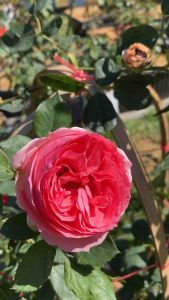 กุหลาบเลื้อยเฟิร์ท เลดี้ เลื้อยดอกใหญ่ ถุงละ 150 บาท ส่งยกต้นพร้อมดอก