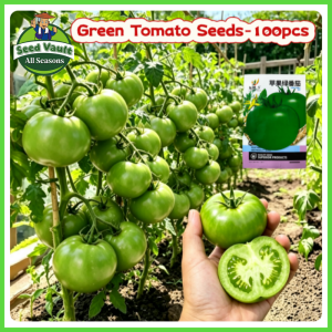 Fast Growing 100pcs Giant Green Tomato Seeds for Sale High Yield Apollo Tomato Seeds for Planting Vegetables Organic Floradade Vegetables Seeds for Gardening Balcony Bonsai Tomato Plant Seed Fresh Tomato Seedlings Tomato Kamatis Condor Seeds for Beginners