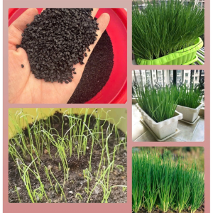 Hạt Giống Hành Hoa ( Hành Lá Hành Hương) Dễ Trồng Năng Suất Cao