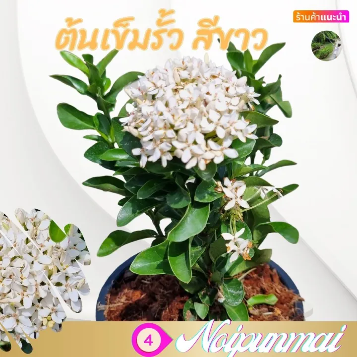 7 อันดับ ต้นไม้จัดสวนสวยงามน่าปลูก ยี่ห้อไหนดี? อัปเดตปี 2025