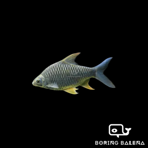 BRBN Lemon Fin Barb / Krai - Hypsibarbus Wetmorei - Ikan Kerai - Aquarium Freshwater Fish / Ikan Air Tawar