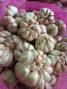 Bawang putih biasa sudah di kupas kualitas premium siap pakai untuk bumbu masak