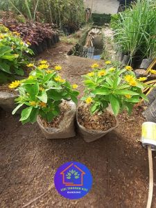 COD Bunga kolget matahari mini tanaman hias outdoor berbunga cantik tahan panas Butter daisy