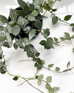 Cây Cẩm Cù Hoya Krohniana: Hoa thơm