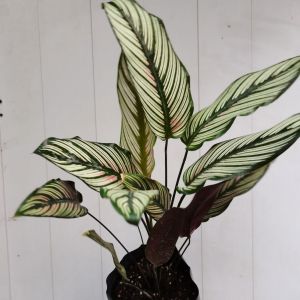 SOV  Calathea majestica white star  indoor plant  real live plant  pokok hidup  rare plant