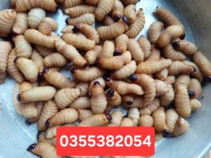 Đuông dừa thiên nhiên 50 con chỉ 80k đảm bảo chất lượng uy tín- 0355382054