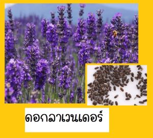 เมล็ดดอกลาเวนเดอร์ สีม่วง เมล็ดพันธุ์นำเข้าจากต่างประเทศ เมล็ดพันธุ์ดอกไม้ ราคาซองละ 25 บาท จำนวน 70-200 เมล็ด มีปลายทาง