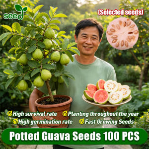[Selected Seeds 100pcs] High Yield Bonsai Guava Seeds for Planting & Gardening - 100% Organic Taiwan Red Guava Fruit Seeds Dwarf Fruits Seedlings Balcony Potted Guava Live Plants for Sale Real Plants White Guava Fast Growing Seeds Vegetable Plants