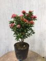 Cây Hoa Mẫu Đơn Thái Màu Tím Sen Gốc Khỏe, Cao 35 - 40cm, Hoa Nở Quanh Năm. 