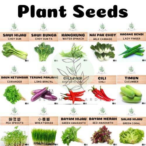 Plant Seeds Home Gardening Seeds Vegetable Seed Fruit Seed Biji Benih Sayur Sayuran Biji Benih