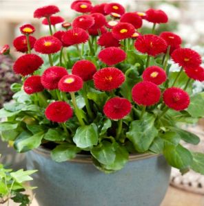 English Daisy Radar Flower 1200 Seeds Edible Easy Grow Balcony and Beginner Friendly