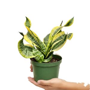 Tanaman hias sensivera twister Tanaman indoor florist kastuba