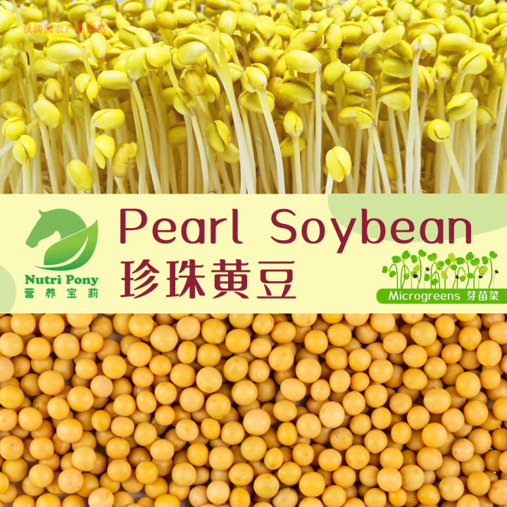 Micro Polybeans 500 Grams Pearl Soybean Sprouts Microgreens Seeds Non-GMO 珍珠黃豆芽苗菜种子 ...
