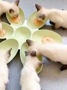 Six Petal-shaped Dividing Food Feeding Bowl Multi-cat family Convenient Cat And Dog Sorting Tray