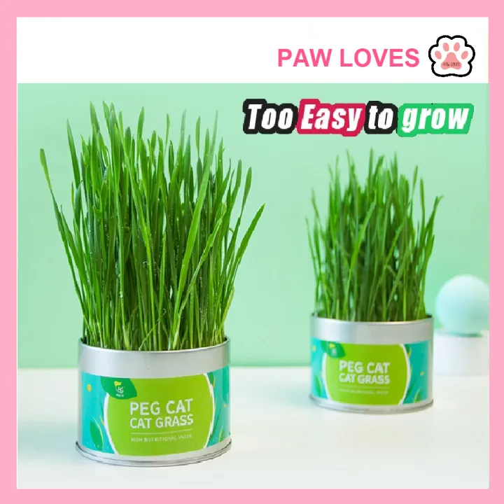 %5BSg%20Ready%20Stock%5D%20Cat%20Grass%20Seed%20For%20Planting%20Easy%20to%20Grow%20Oat%20Grass%20That%20Your%20Cat%20Will%20Love%20Good%20Cat%20Grass%20-%20Pet%20Cat%20Grass%20Pot%20Hydroponics%20Set%20Cat%20Grass%20Snack%20Hair%20Ball%20Cleaning%20Stomach%20Grass%20Hydroponics%20Grass%20Cat%20Snack%20Cleaning%20Toys%20-%20Paw%20Loves%20-%20Image%205