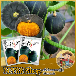 5แถม1เมล็ดฟักทองญี่ปุ่น (แบ่ง) 20-25เมล็ด หวานมัน สายพันธุ์แท้ สามารถทำพันธุ์ต่อได ปลูกง่าย ให้ผลผลิตดี เป็นที่ต้องการของตลาด