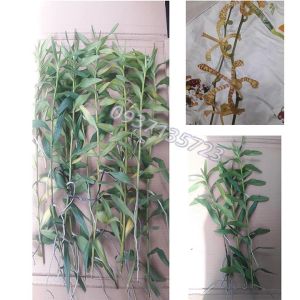 [FreeshipMAX][HCM]COMBO 10 CÂY LAN BÒ CẠP RẰN CON - shop cây cảnh alo alo hang xom