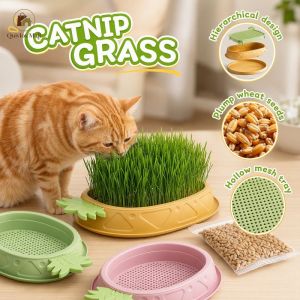 Hydroponic Soilless Cat Grass Box Organic Pet Cat Treat Hairball Relief Easy Grow With Free Seeds