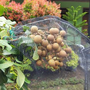10 pcs Bungkus Buah di Pohon 35x55 cm 10 Kantong Lengkap Tali Brongsong Matoah Klengkeng