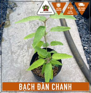 Cây Bạch Đàn Chanh(Dược liệu) - Kích thước tổng tầm 20-30 cm - Công dung tốt!