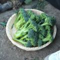 Fresh Organic Broccoli Seeds for Planting (300 Seed) biji benih brokoli 西兰花种子 High Yield Legit Broccoli Sprouts Seeds F1 Green Cauliflower Seed Microgreens Seeds Vegetables Seeds for Gardening Balcony Potted Live Vegetable Plants Veggie Seeds benih sayur. 