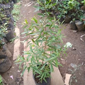 Bibit Tanaman Minyak Kayu Putih Super Unggul