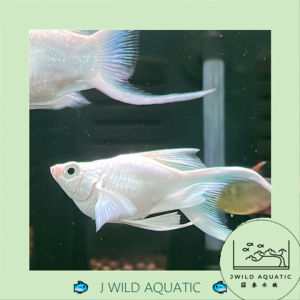 [J Wild Aquatic]—— Platinum White Ballon Lyretail Molly 球体白金月亮尾茉莉鱼