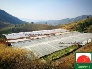 พลาสติกคลุมโรงเรือน ทําหลังคา กันสาด ปูบ่อ สีใส กว้าง 4 เมตร ยาว 5 เมตร 100 ไมครอน (อย่างหนา) UV3% โรงเรือน