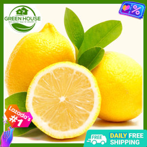Green House® - Bonsai Lemon Seeds for Plant Fruit Plants (7 Seed) incl. Planting Instructions Organic Dwarf Variety