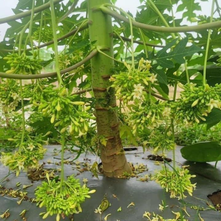 Hạt giống cây đu đủ đực dể trồng -gói 10 hạt(tặng kèm phân bón ) | Lazada.vn