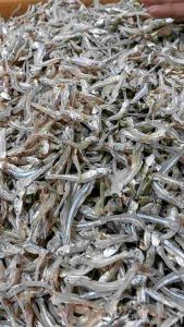 ปลากระตักหรือปลาจิ้งจั้งแห้ง ติดหัว เค็มน้อย ไม่ใส่สารกันบูด สดใหม่ทุกวัน เสริมสร้างแคลเซียม 1000 กรัม, ราคา 180 บาท