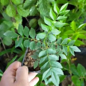 Bibit Tanaman Salam Koja Daun Kari
