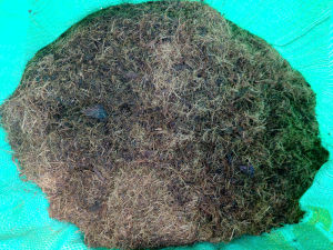 Mụn Dừa Bến Tre Mekong 50dm3 – Giá Thể Trồng Rau Hoa Kiểng Cây Ăn Trái | Giữ Ẩm Tốt – Tơi Xốp – Hữu Cơ Sạch