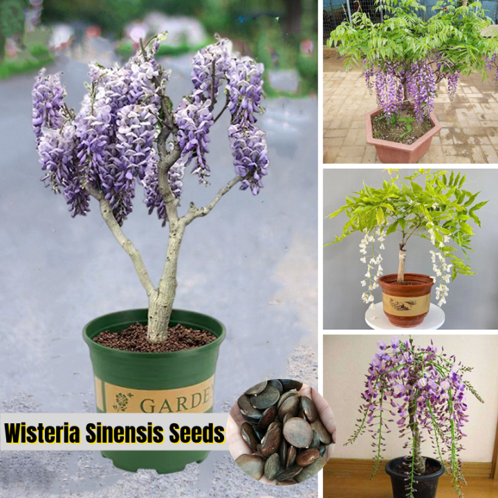 10pcs Wisteria Seeds Wisteria Flower Seeds Wisteria Real Plant Seed Wisteria Flowers Vines